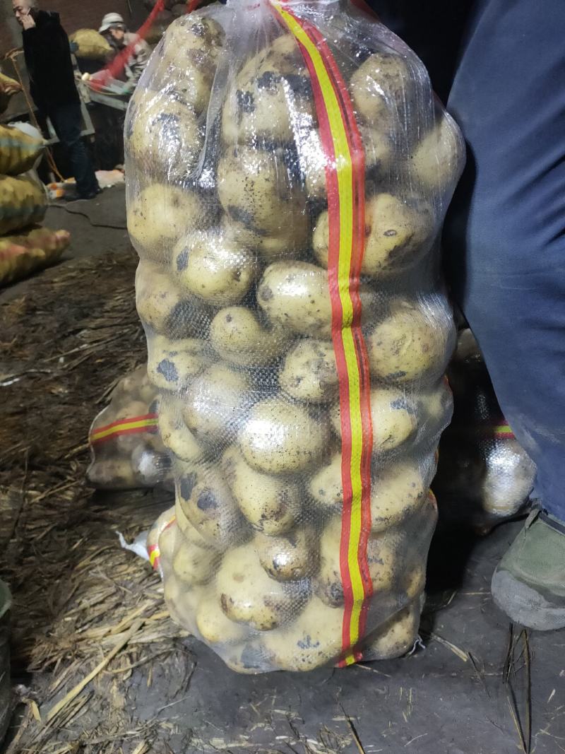 黄金薯热销中，以信为本，互助共赢，欢迎各地老板