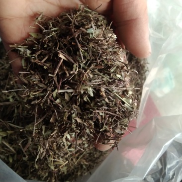 百里香产地直供支持线上交易可搭配多品种采购大货联系