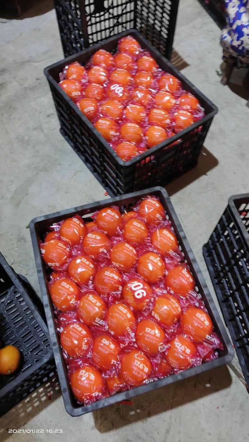 湖南湘西比耳纽荷尔脐橙储存果大量供应，果皮细腻干净无麻点