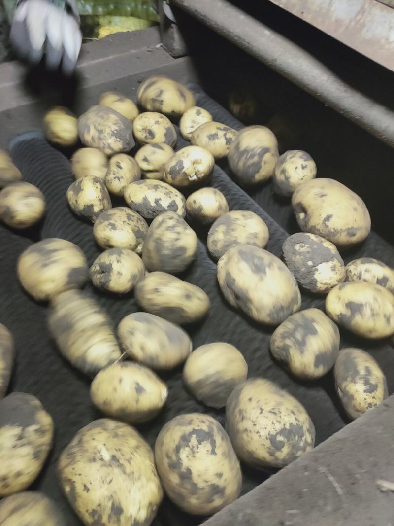 226黄心，白心都有，货量大，可可反包，干洗，水洗