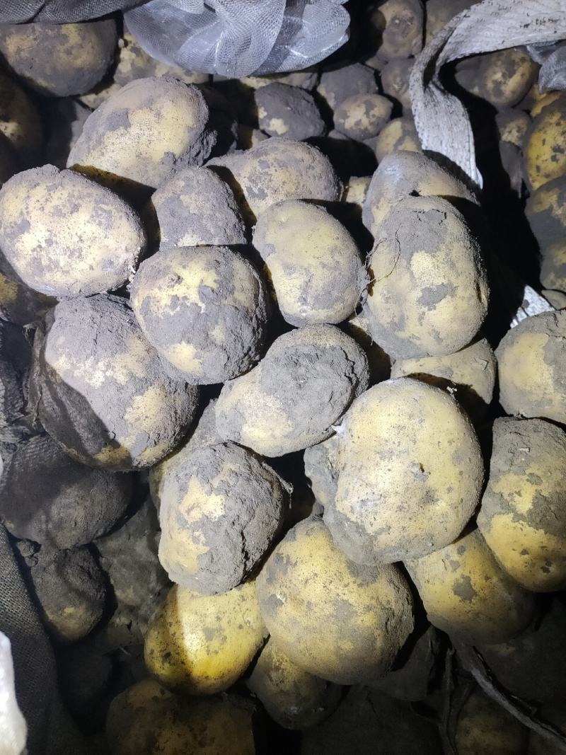 226黄心，白心都有，货量大，可可反包，干洗，水洗