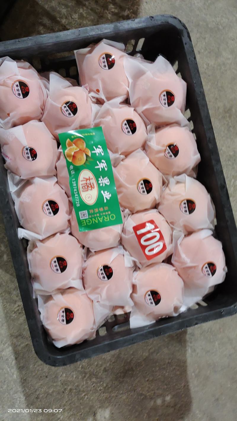 湖南湘西比耳纽荷尔脐橙储存果大量供应，果皮细腻干净无麻点