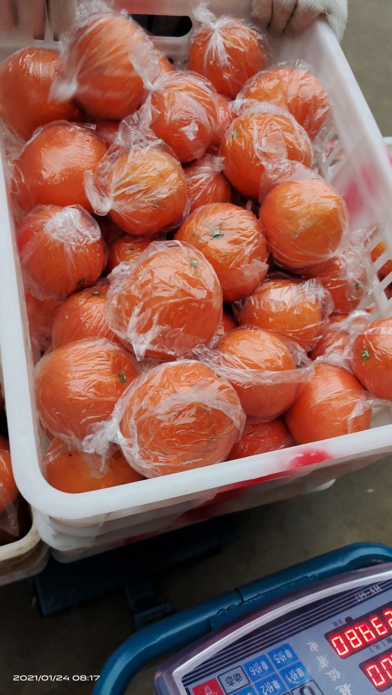 湖南湘西比耳纽荷尔脐橙储存果大量供应，果皮细腻干净无麻点