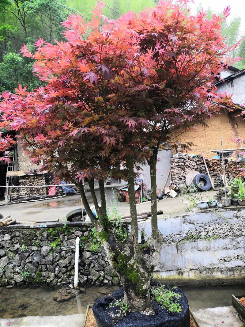 日本红枫精品日本红枫盆景日本红枫便宜处理中