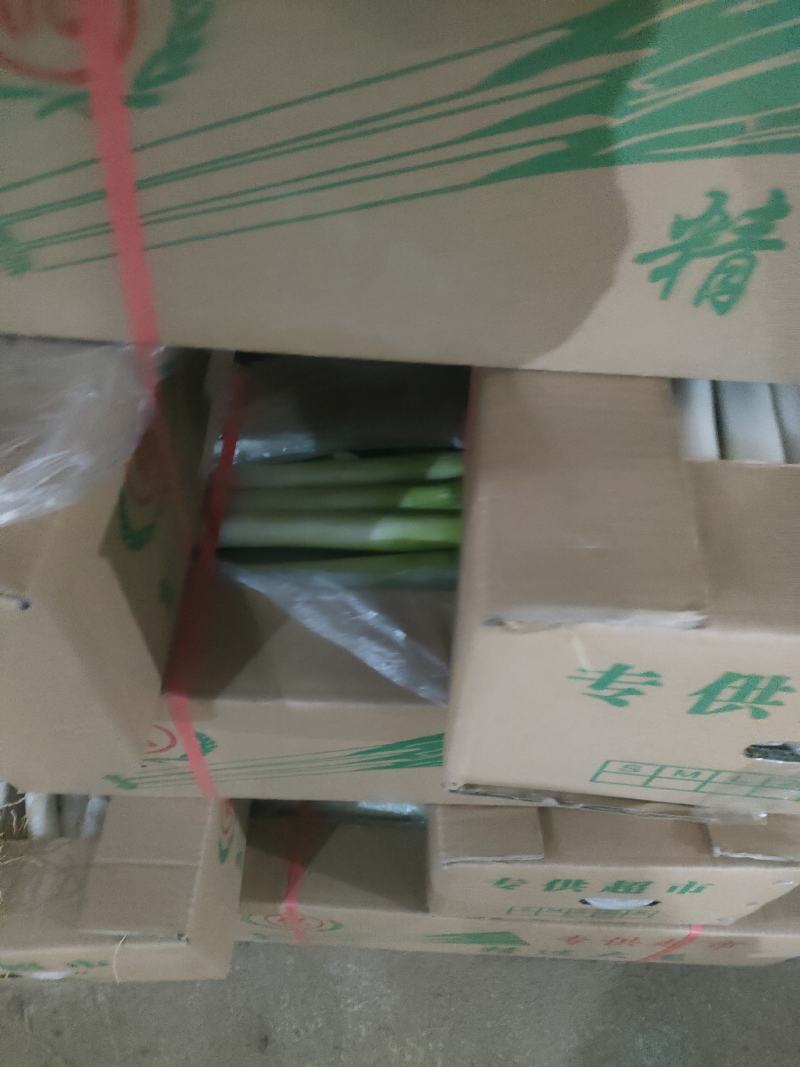 福建漳浦大葱，箱葱，毛葱，捆葱和各种规格