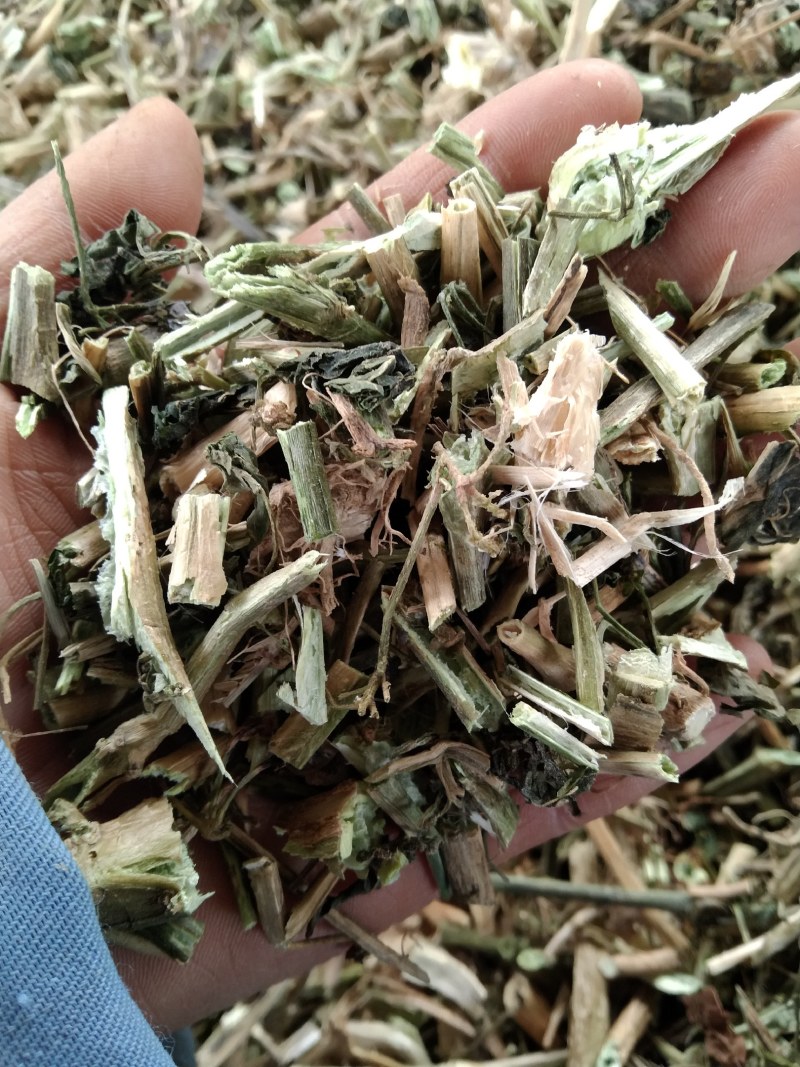 龙葵产地直供支持线上交易可搭配多品种采购大货联系客服