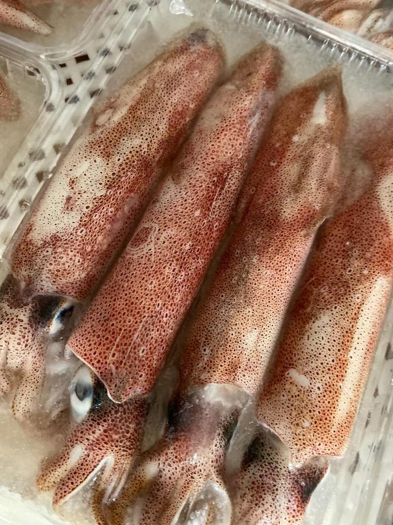 广西北海精品湾钓鱿鱼，产地直发，冷藏保鲜，长期供应
