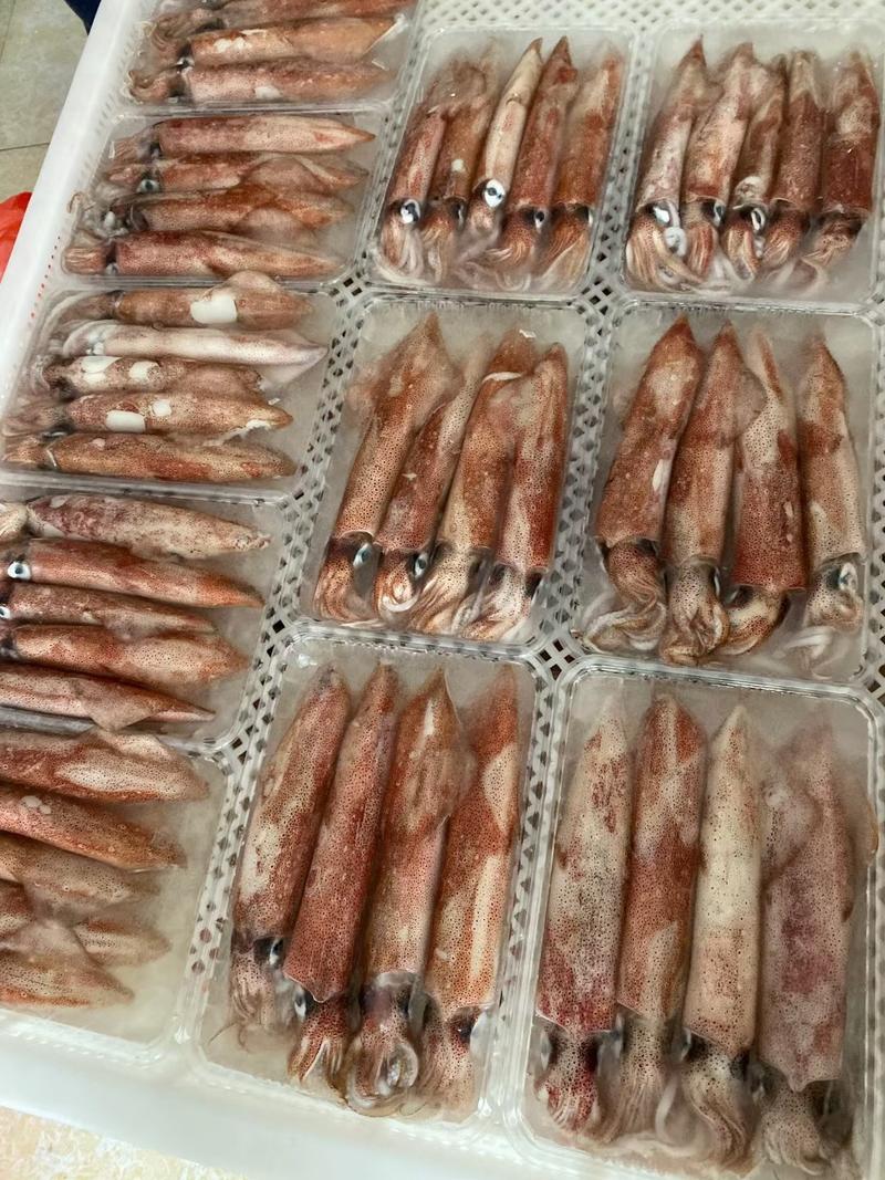 广西北海精品湾钓鱿鱼，产地直发，冷藏保鲜，长期供应