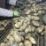 土豆颜色好看薯型大，以信为本，干洗，水洗，都可以的