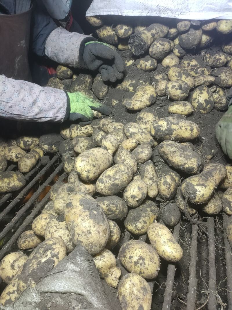 土豆颜色好看薯型大，以信为本，干洗，水洗，都可以的