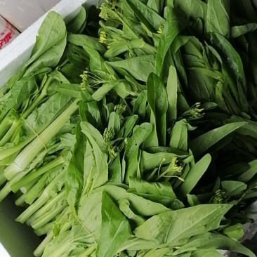 菜苔，迟菜心，甜菜心，桂林菜心，柳叶菜心