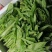 菜苔，迟菜心，甜菜心，桂林菜心，柳叶菜心