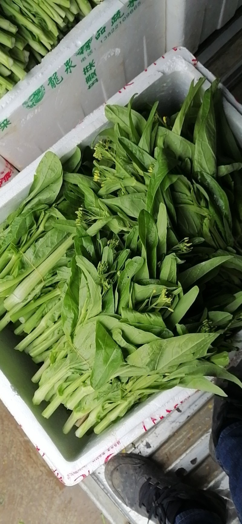 菜苔，迟菜心，甜菜心，桂林菜心，柳叶菜心
