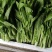 菜苔，迟菜心，甜菜心，桂林菜心，柳叶菜心