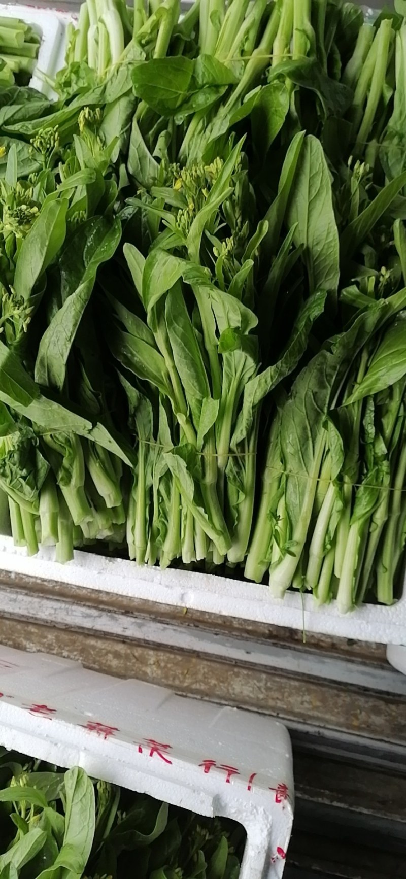 菜苔，迟菜心，甜菜心，桂林菜心，柳叶菜心