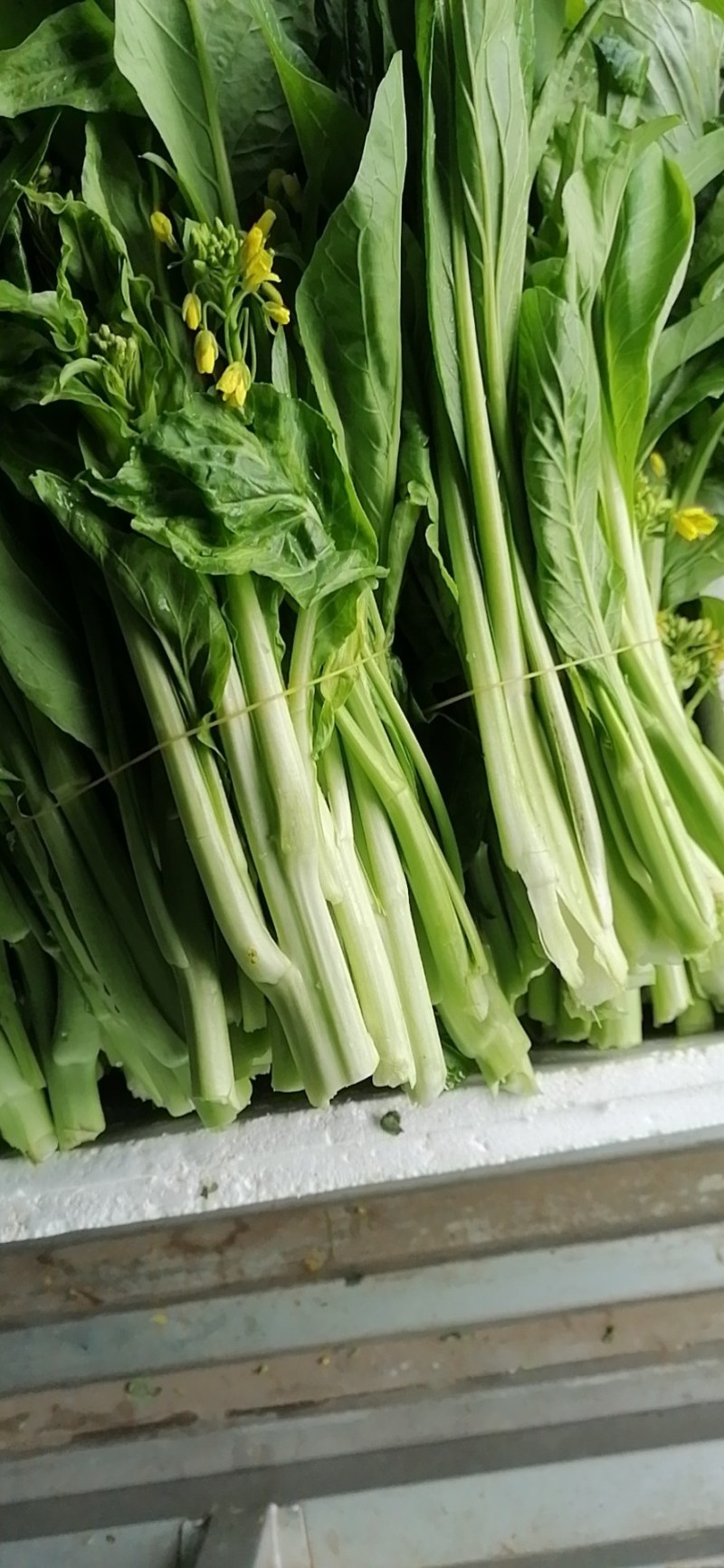 菜苔，迟菜心，甜菜心，桂林菜心，柳叶菜心
