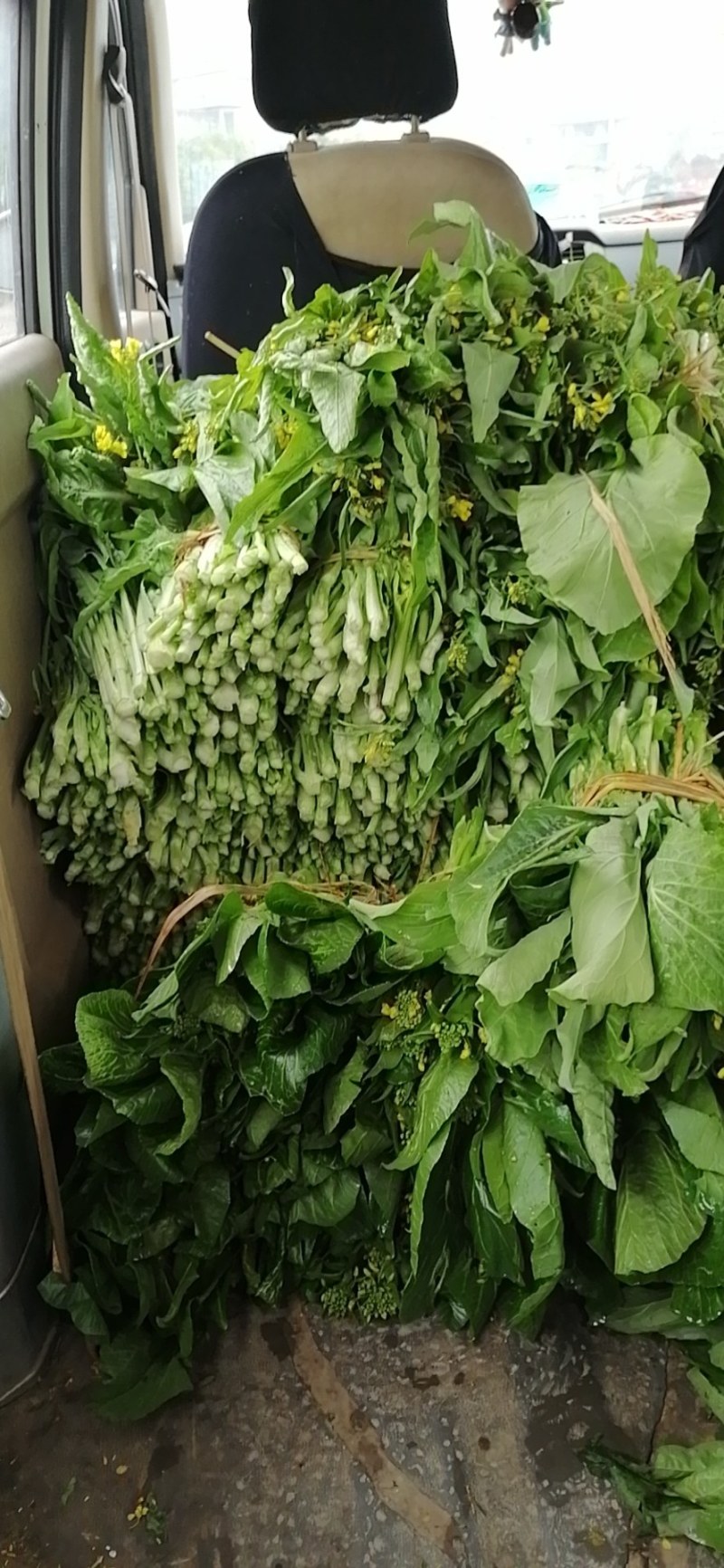 菜苔，迟菜心，甜菜心，桂林菜心，柳叶菜心