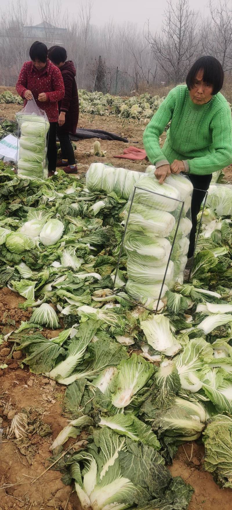 【精品优选】大白菜基地直发青杂三号现货量大全国批发一手