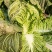 大白菜大量上市急需出货