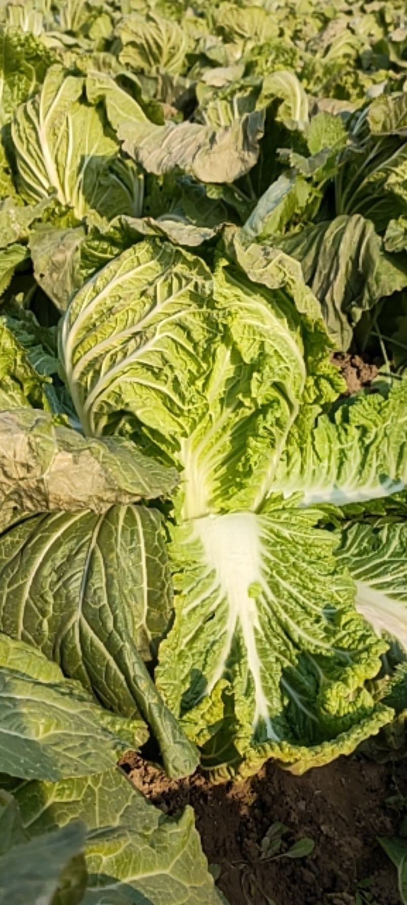 大白菜大量上市急需出货
