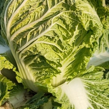大白菜大量上市急需出货