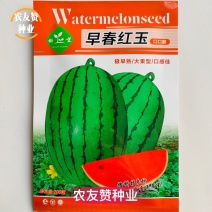 [标题]科望早春红玉礼品西瓜种子特早熟小型西瓜种籽耐寒耐热