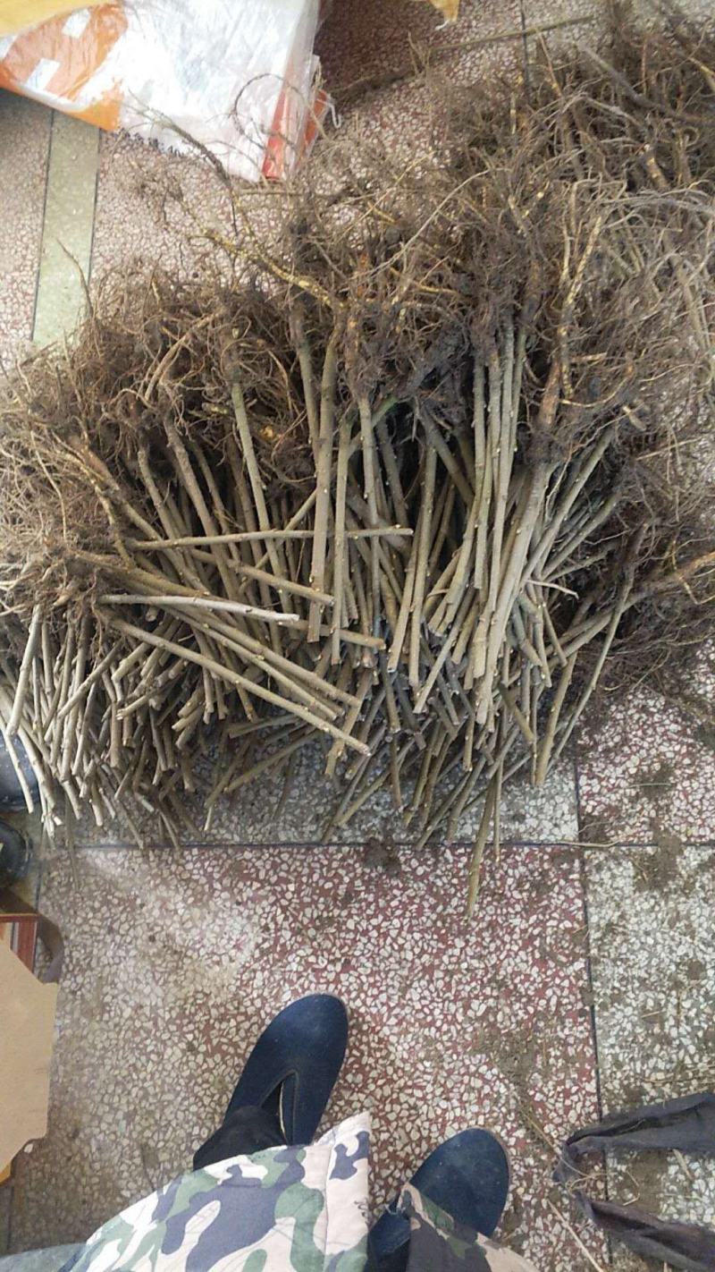 新品种果桑苗香金甚果桑苗（不易落果味甜产量高）