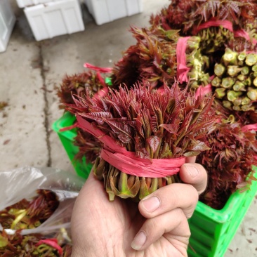 山西新鲜香椿芽红油香椿芽产地直发