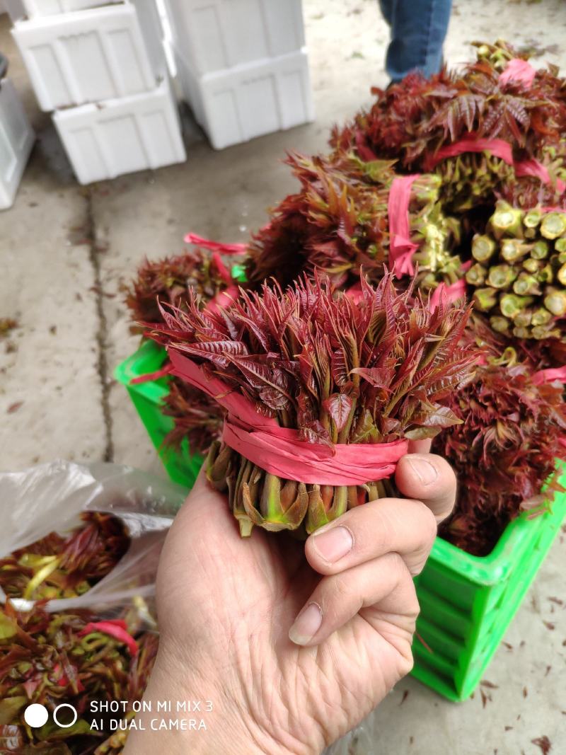 山西新鲜香椿芽红油香椿芽产地直发