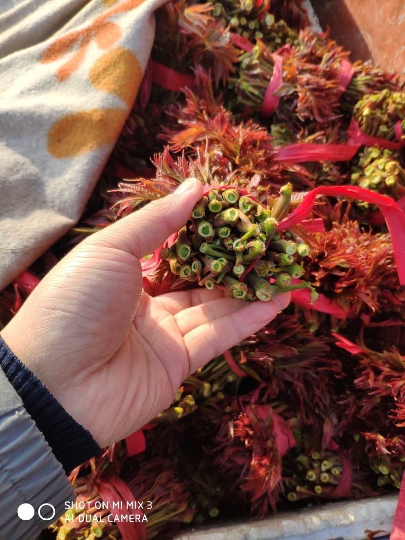 山西新鲜香椿芽红油香椿芽产地直发