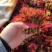 山西新鲜香椿芽红油香椿芽产地直发