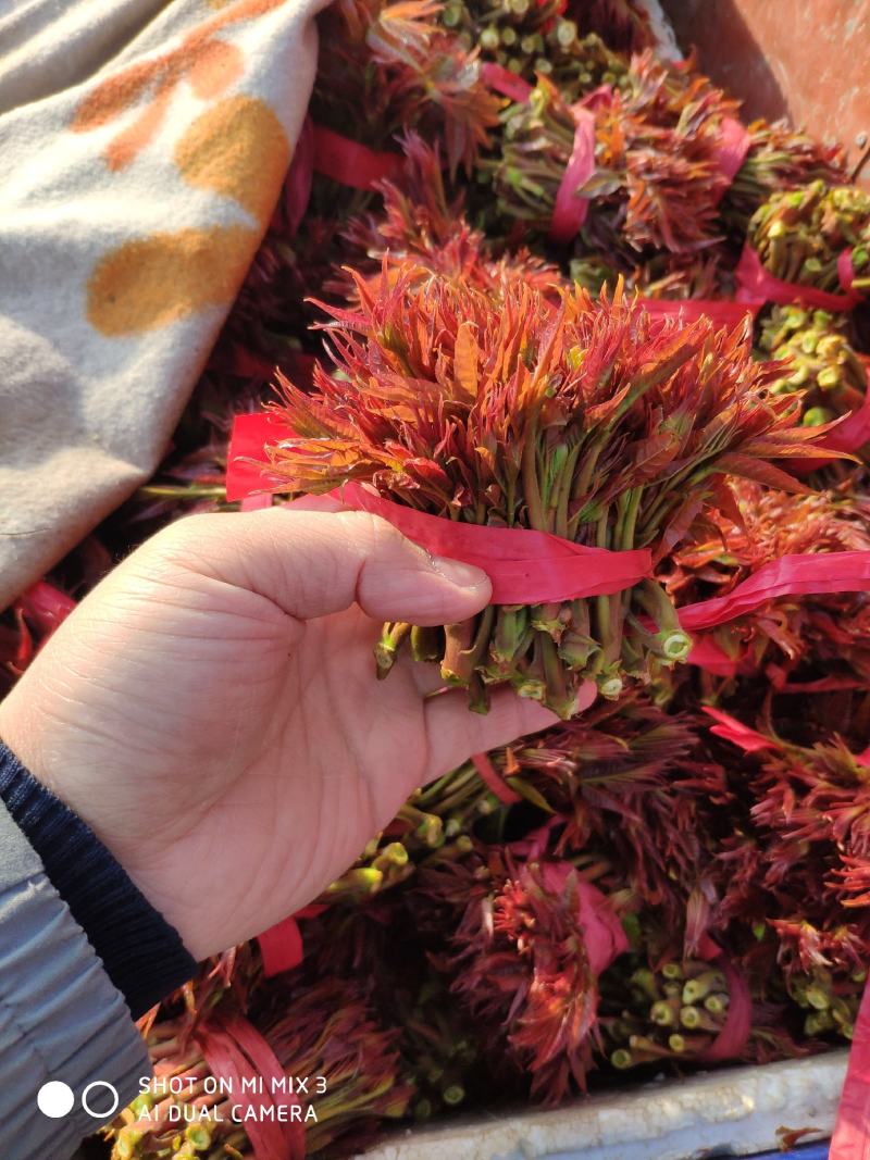 山西新鲜香椿芽红油香椿芽产地直发