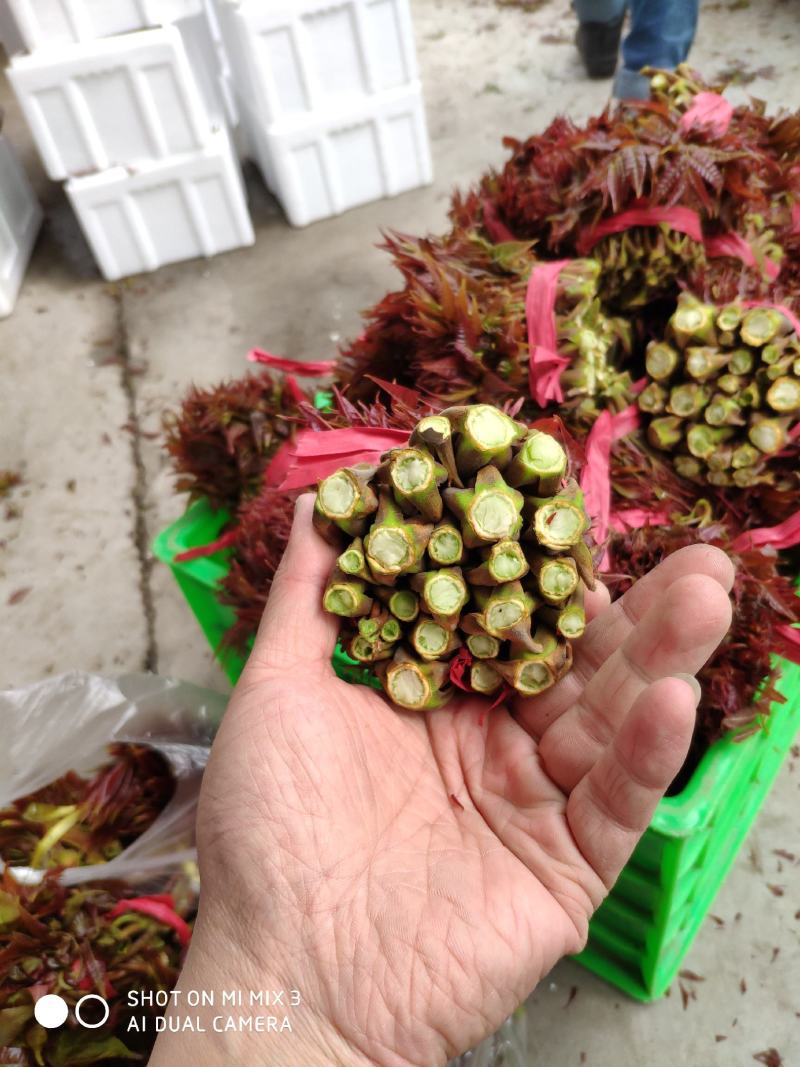 山西新鲜香椿芽红油香椿芽产地直发