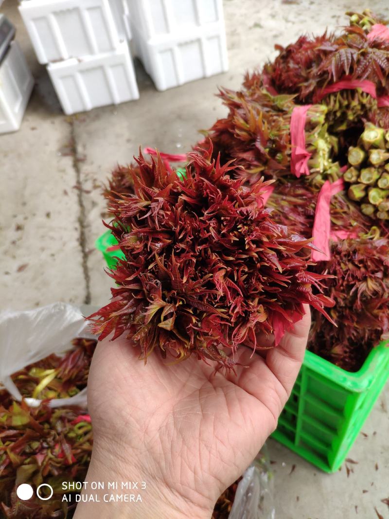 山西新鲜香椿芽红油香椿芽产地直发