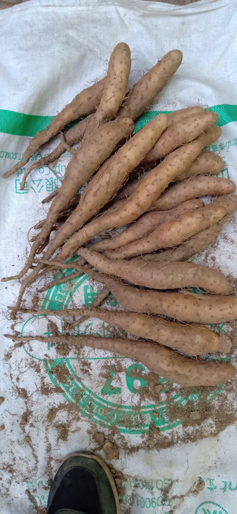 白玉种苗，大量现货供应