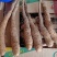 白玉种苗，大量现货供应