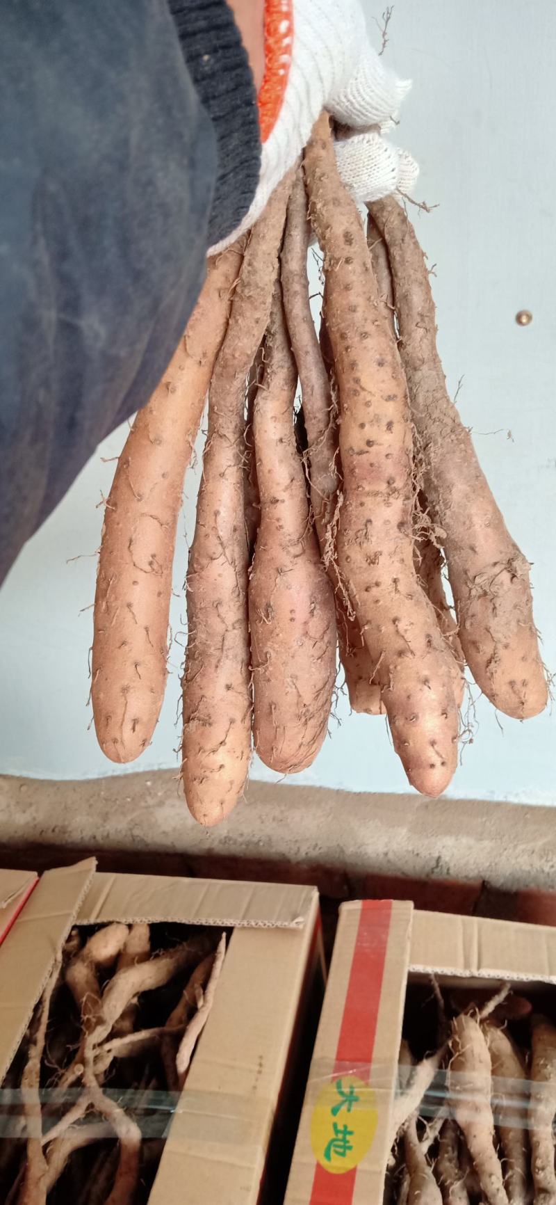 白玉种苗，大量现货供应