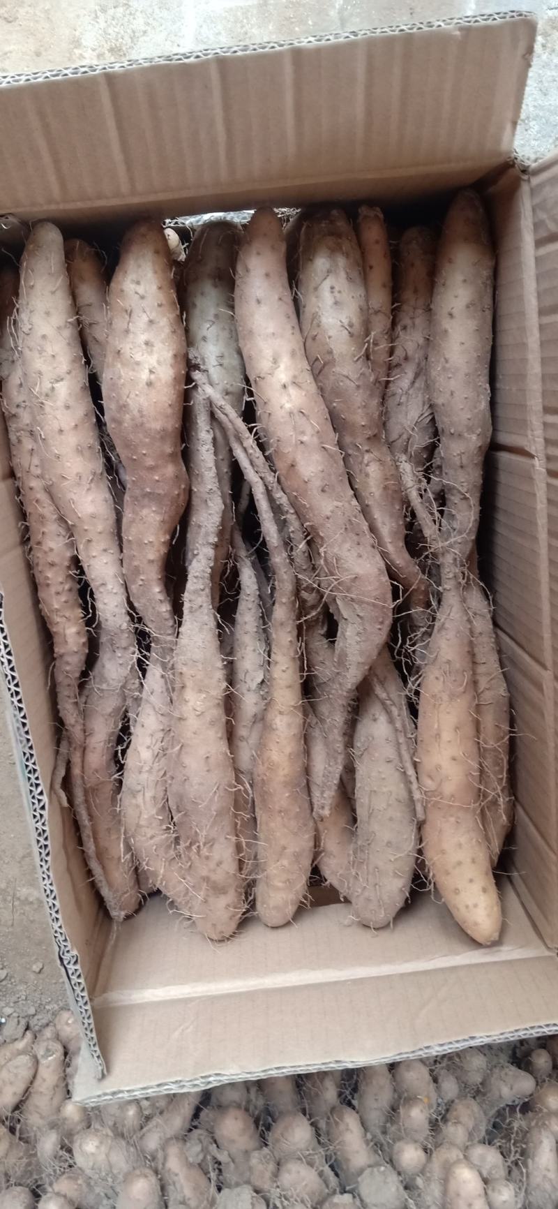 白玉种苗，大量现货供应