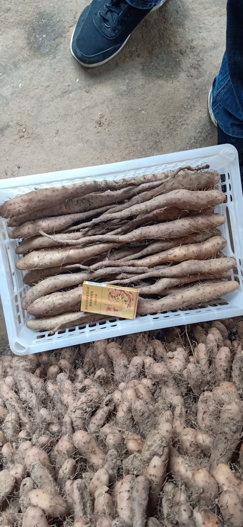 白玉种苗，大量现货供应
