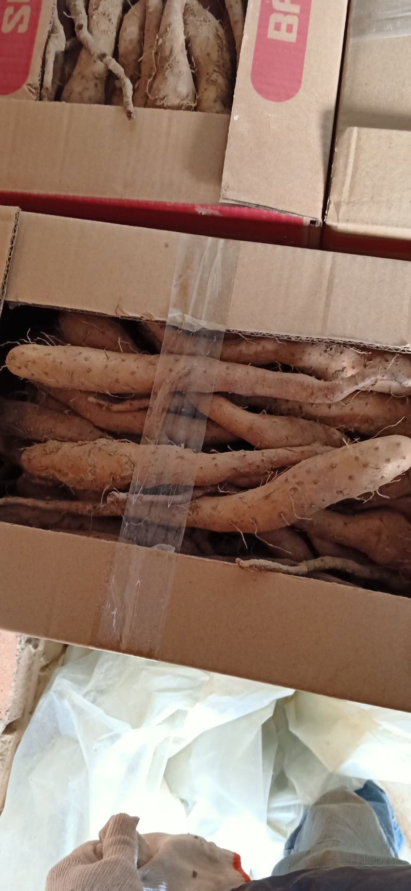 白玉种苗，大量现货供应
