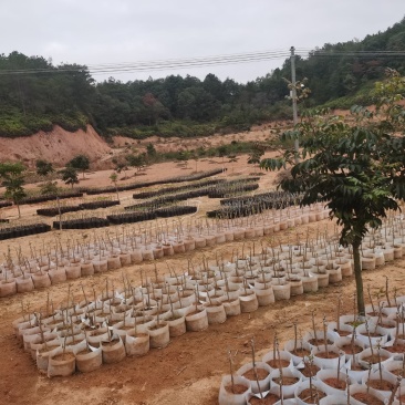 广西梅州油甘苗，嫁接甜种油甘苗，油甘仔果树苗，耐寒果树苗