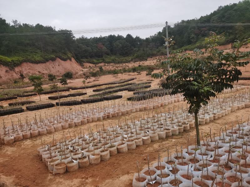 广西梅州油甘苗，嫁接甜种油甘苗，油甘仔果树苗，耐寒果树苗