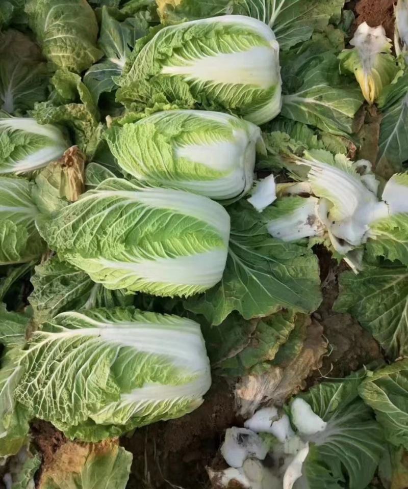 绿禾蔬菜基地矮颗黄心白菜个头3—6斤、个头匀耐运输储存