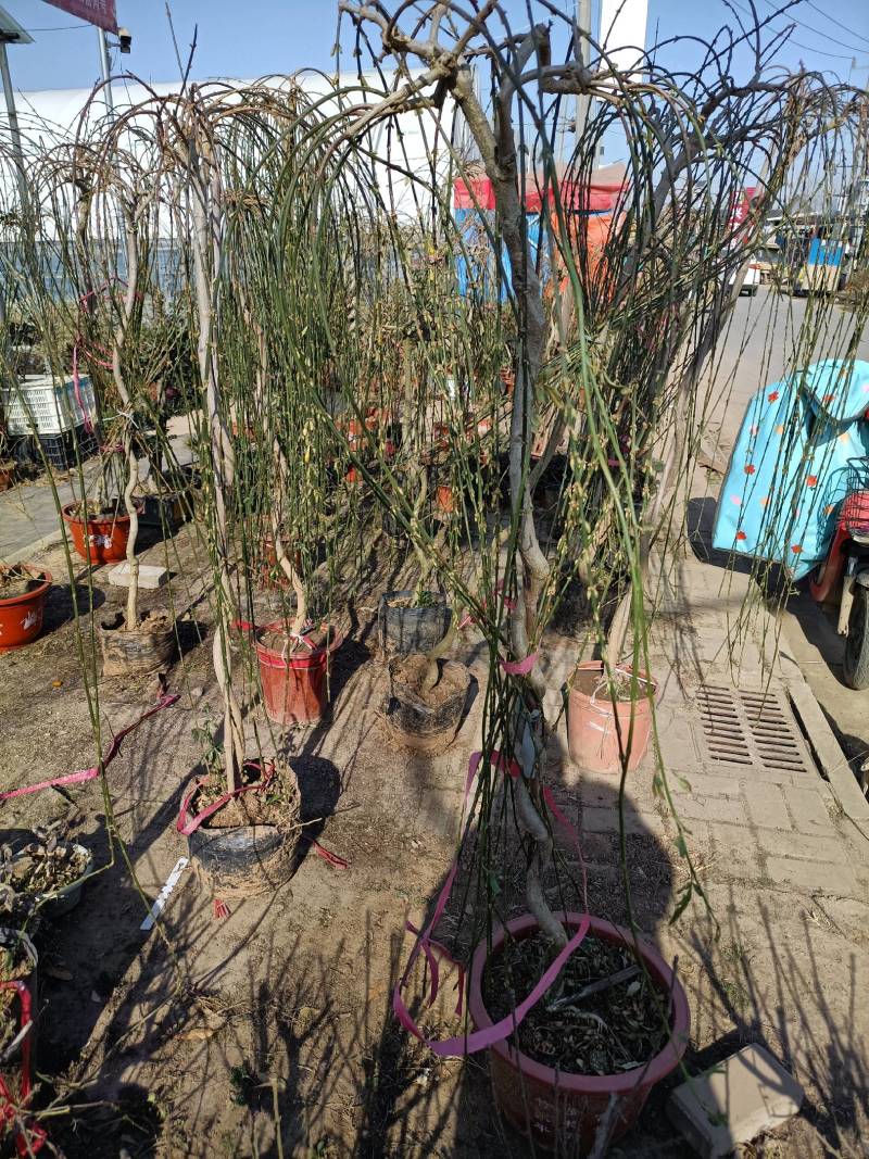 迎春花苗工程苗，也可植于庭院作花墙或绿篱，或做盆景。
