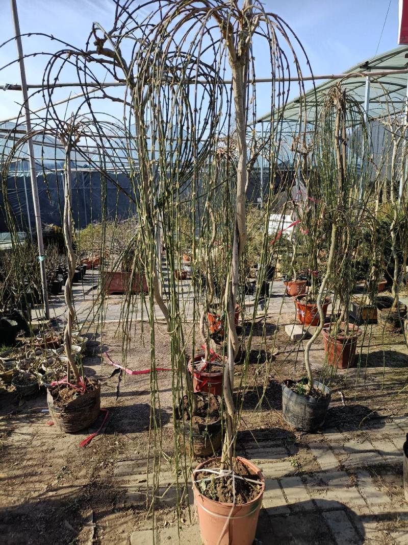 迎春花苗工程苗，也可植于庭院作花墙或绿篱，或做盆景。