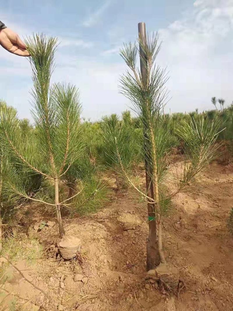 黑松地苗山苗各种规格杯苗