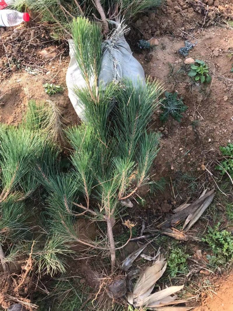黑松地苗山苗各种规格杯苗