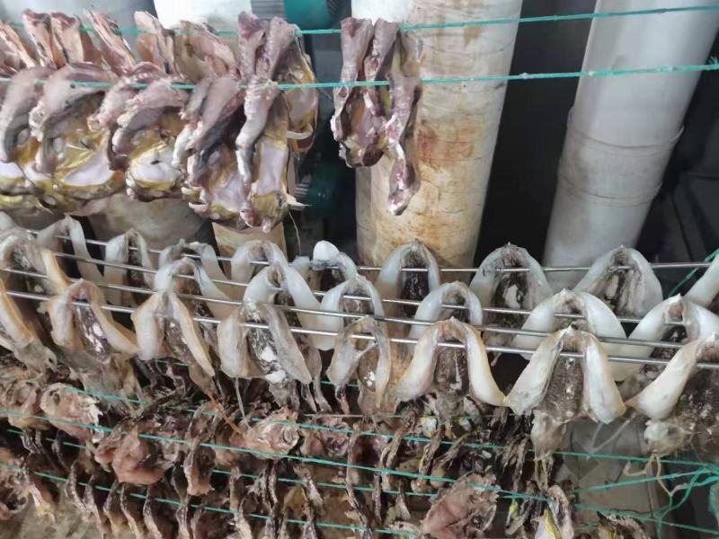 北海墨鱼干船