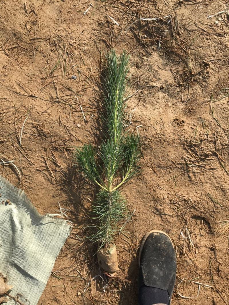 黑松地苗山苗各种规格杯苗