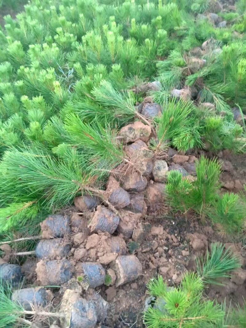 黑松地苗山苗各种规格杯苗